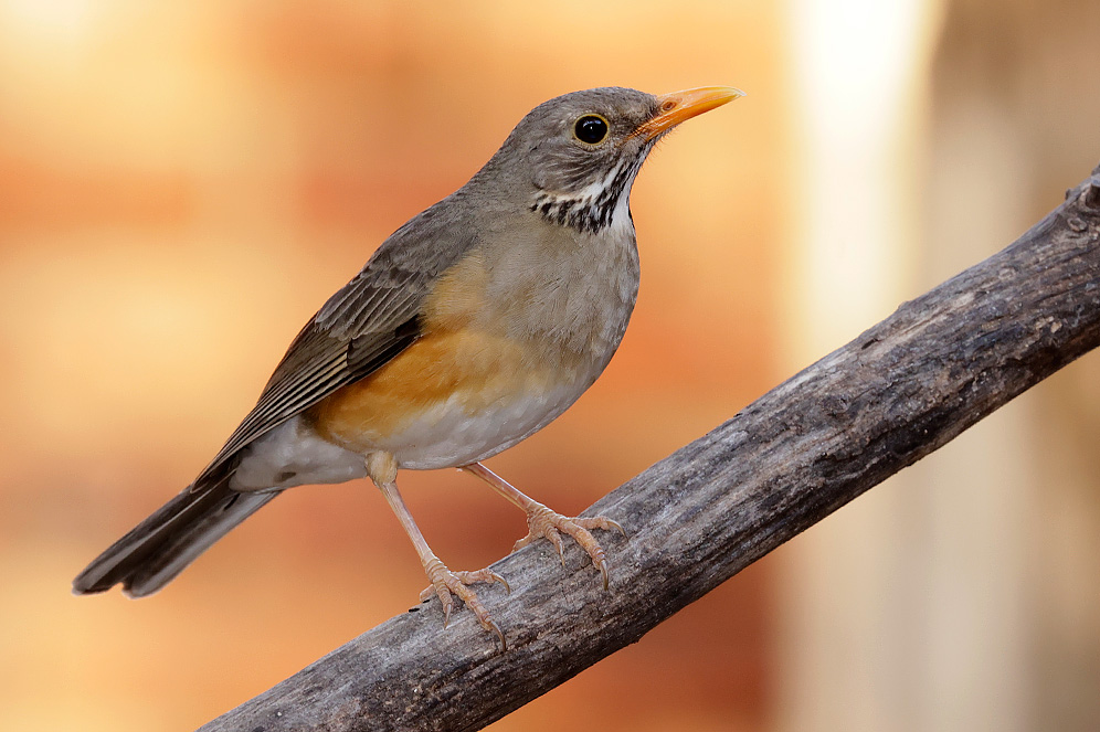 Kurrichane Thrush